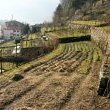 Agriculture still resisting on terracements