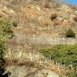Viticulture on a slope near Sondrio