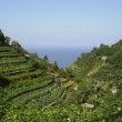 Terrasses cultivÃ©es Ã Corniglia (Ligurie)
