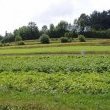 Semi-cultivated terracements