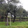 Olive trees on terraces